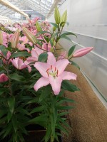 [4199 Sheila EVR No01.JPG]